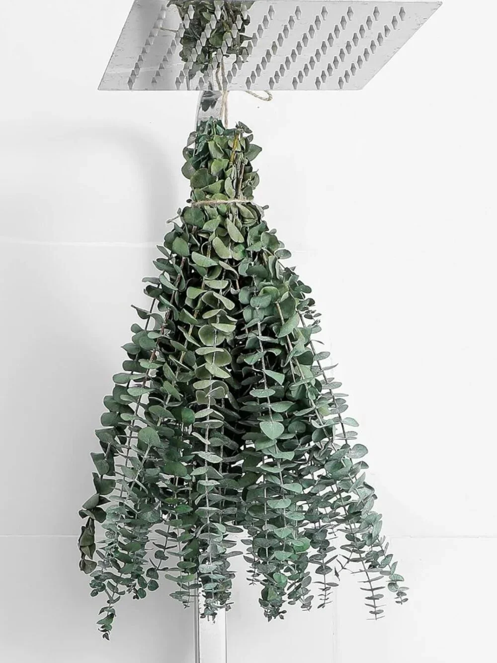 12 Pcs Dried Eucalyptus Stems 17